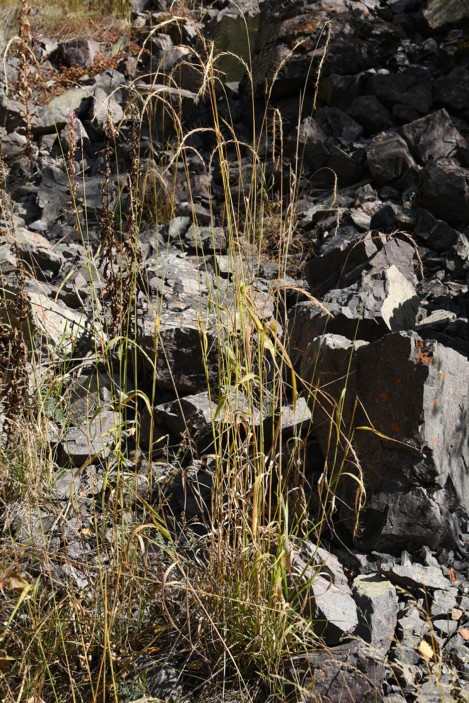 Image of genus Elymus specimen.