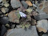 genus Corydalis