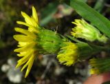 Solidago virgaurea subspecies dahurica. Соцветие (вид сбоку). Красноярский край, Ермаковский р-н, парк \"Ергаки\", окр. оз. Тушканчик, заросший курумник на берегу озера. 24.07.2012.