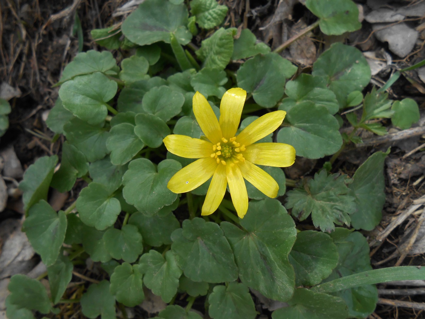 Image of Ficaria ficarioides specimen.