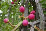 Cissus cactiformis
