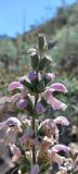 Phlomoides kurpsaica