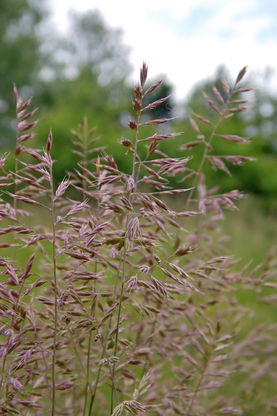 Изображение особи род Festuca.