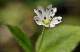 Pseudostellaria japonica