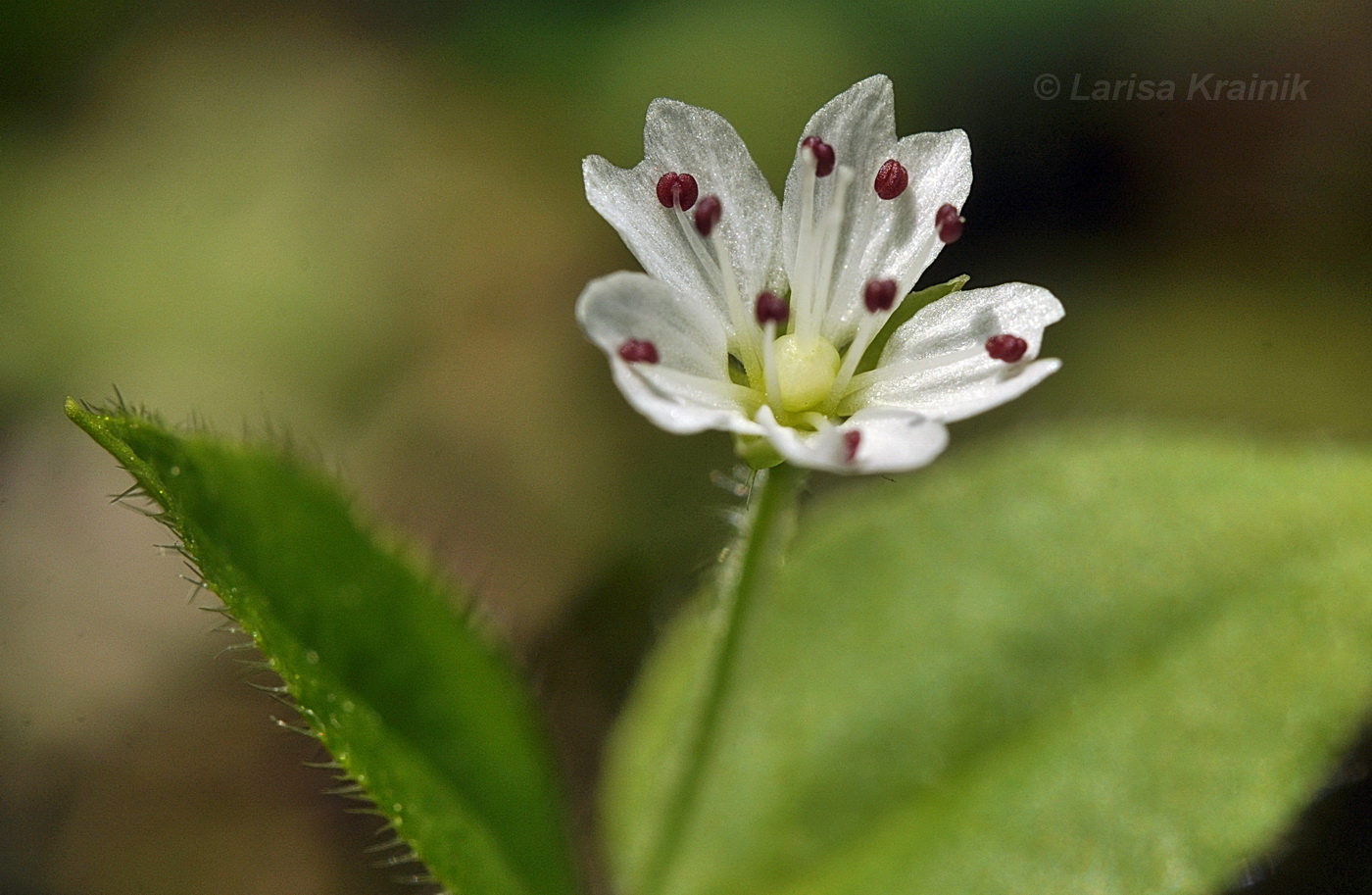 Изображение особи Pseudostellaria japonica.