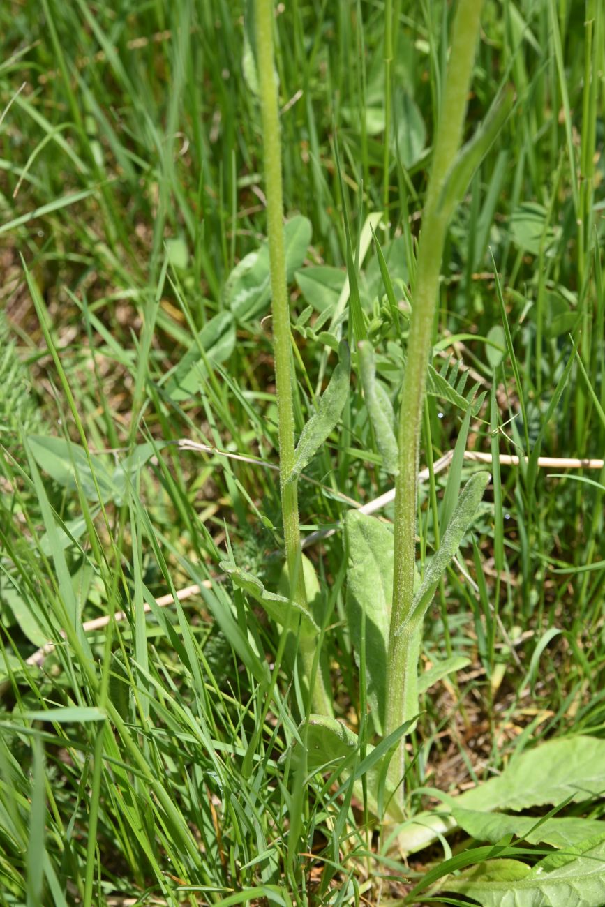 Image of Tephroseris caucasigena specimen.