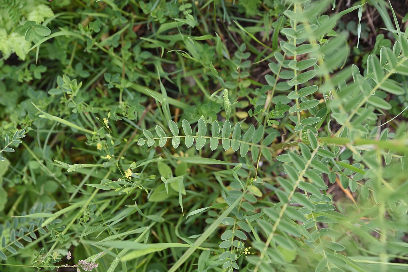 Изображение особи Astragalus galegiformis.