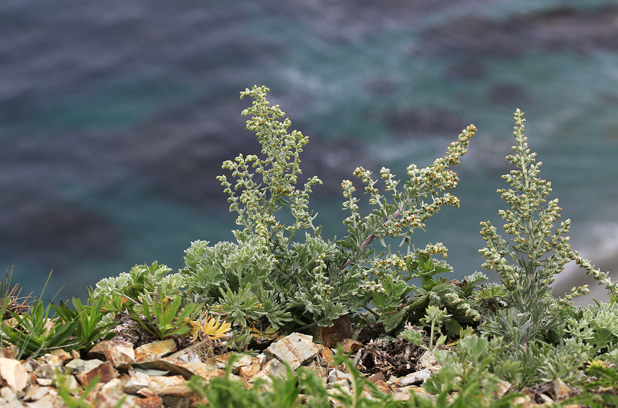Изображение особи Artemisia pannosa.