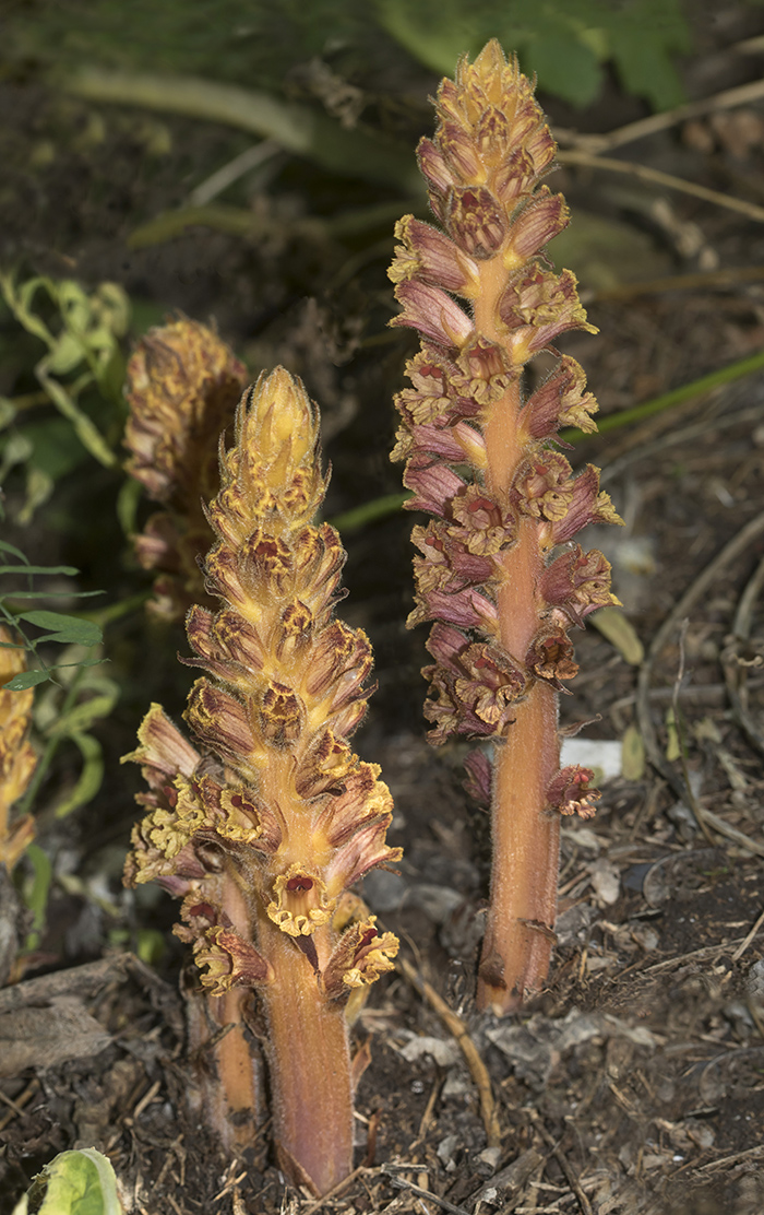 Изображение особи Orobanche laxissima.