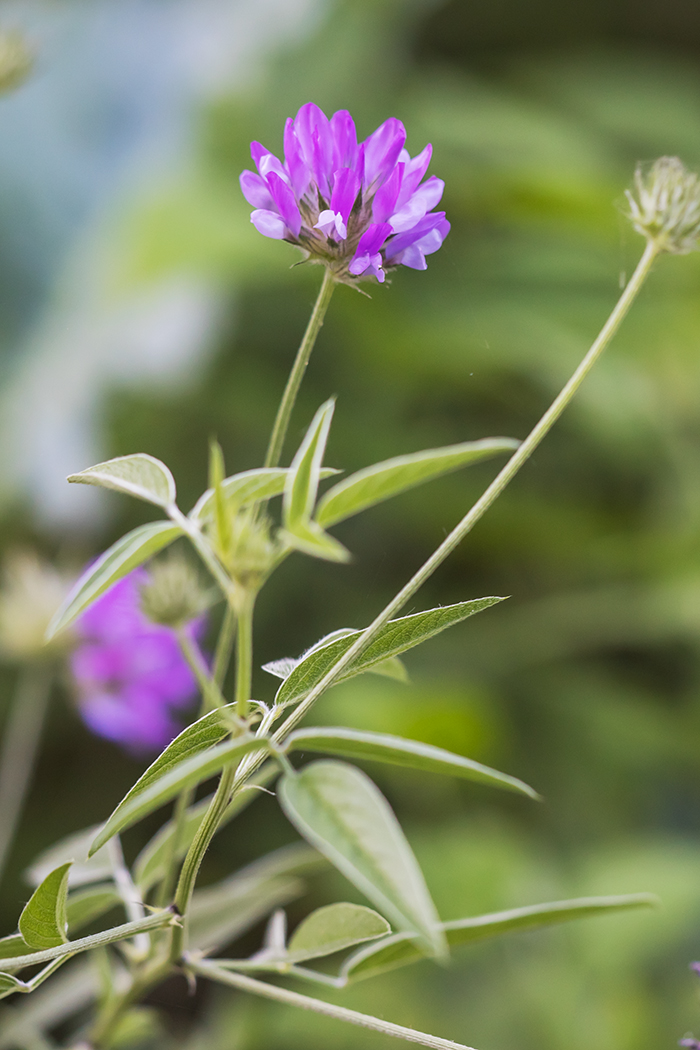 Image of Psoralea bituminosa ssp. pontica specimen.