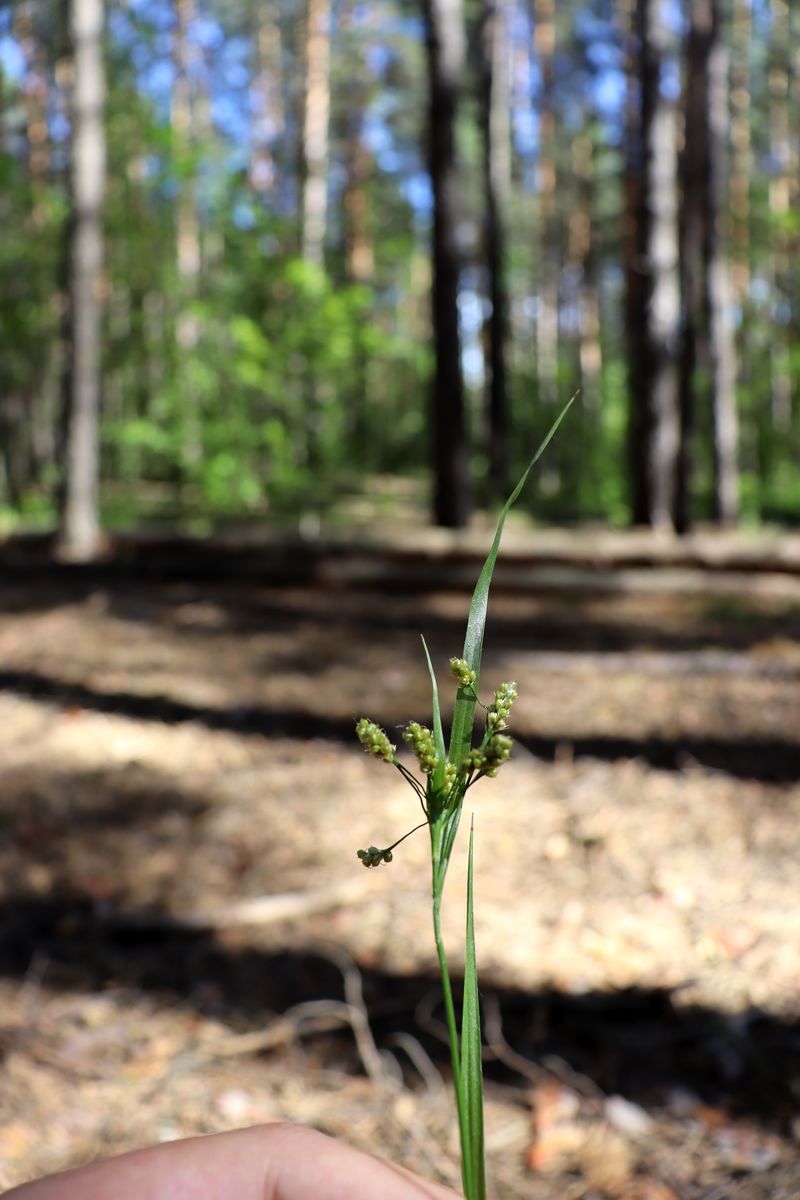 Image of Luzula pallescens specimen.