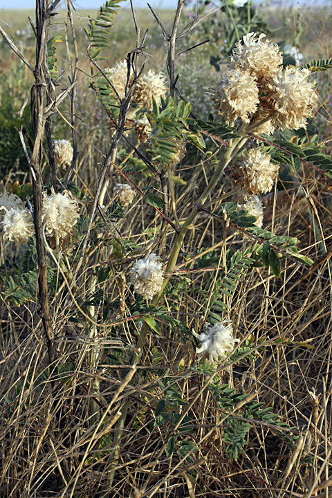 Image of Astragalus globiceps specimen.