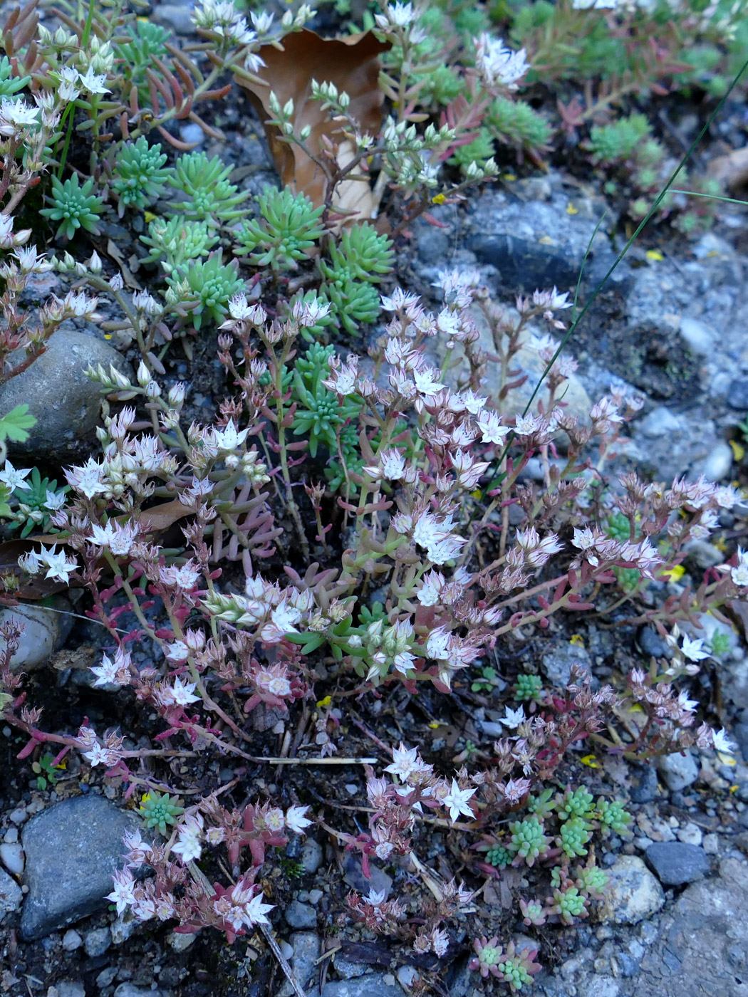 Изображение особи Sedum pallidum.