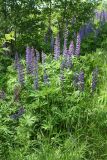 Lupinus polyphyllus. Цветущие растения. Псковская обл., Невельский р-н, окр. дер. Дубище, увал, склон восточной экспозиции, суходольный злаково-разнотравный луг на опушке смешанного леса. 24.06.2022.