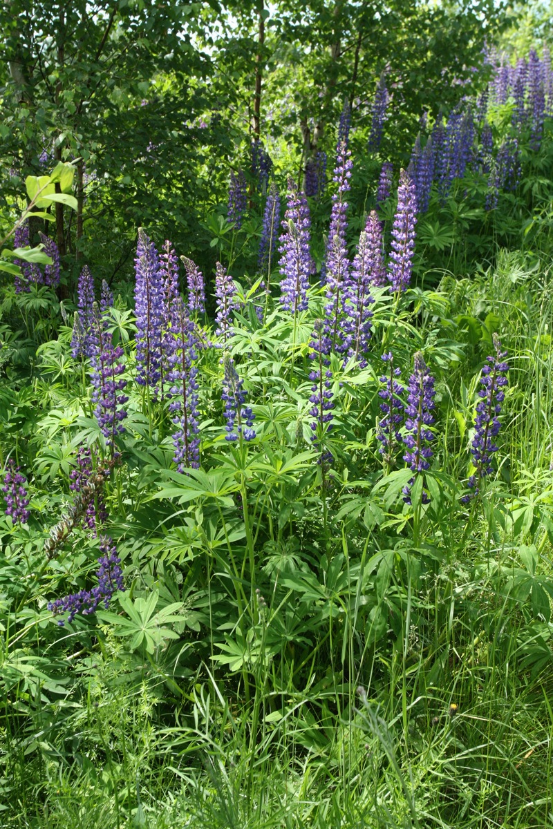 Изображение особи Lupinus polyphyllus.