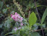 Clethra alnifolia. Верхушка цветущего и плодоносящего побега в каплях дождя. Москва, ГБС РАН, дендрарий. 15.09.2022.