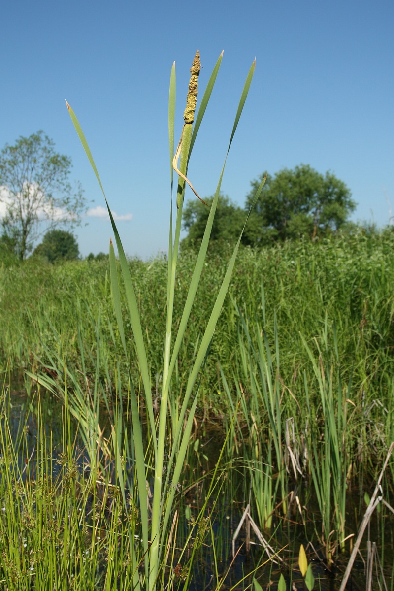 Image of Typha latifolia specimen.