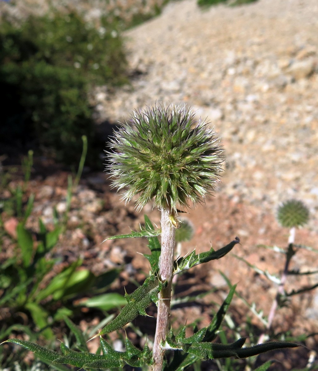 Image of Echinops tschimganicus specimen.