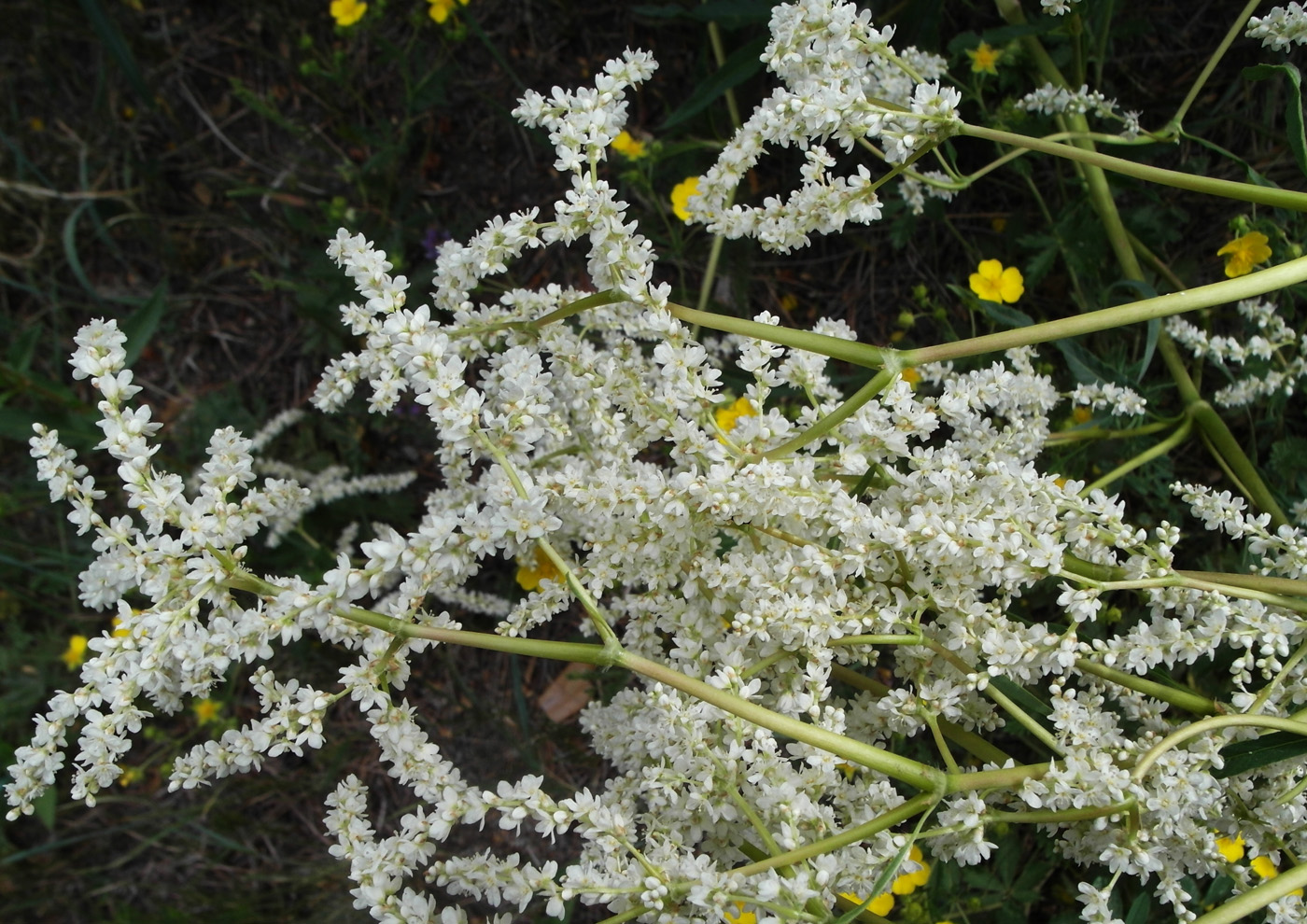Изображение особи Aconogonon alpinum.