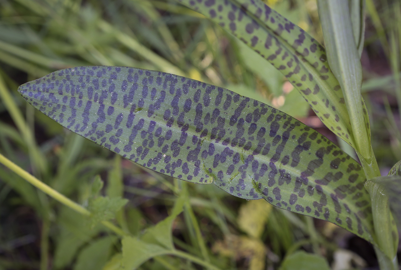 Image of Dactylorhiza fuchsii specimen.