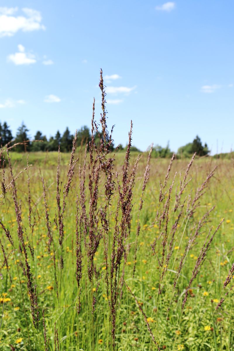 Image of Molinia caerulea specimen.