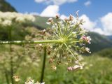 Heracleum ponticum. Верхушка побега с элементарным соцветием (вид со стороны обёрточки). Карачаево-Черкесия, Урупский р-н, Кавказский биосферный заповедник, Имеретинское ущелье, ≈ 1900 м н.у.м., субальпийский луг. 30.07.2022.