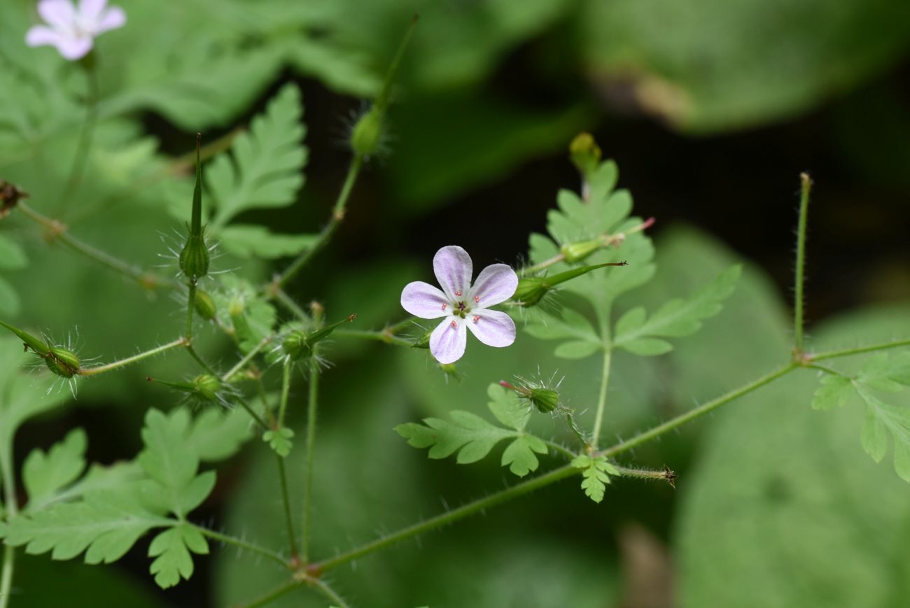 Изображение особи Geranium robertianum.