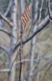 View full-size image Alnus incana