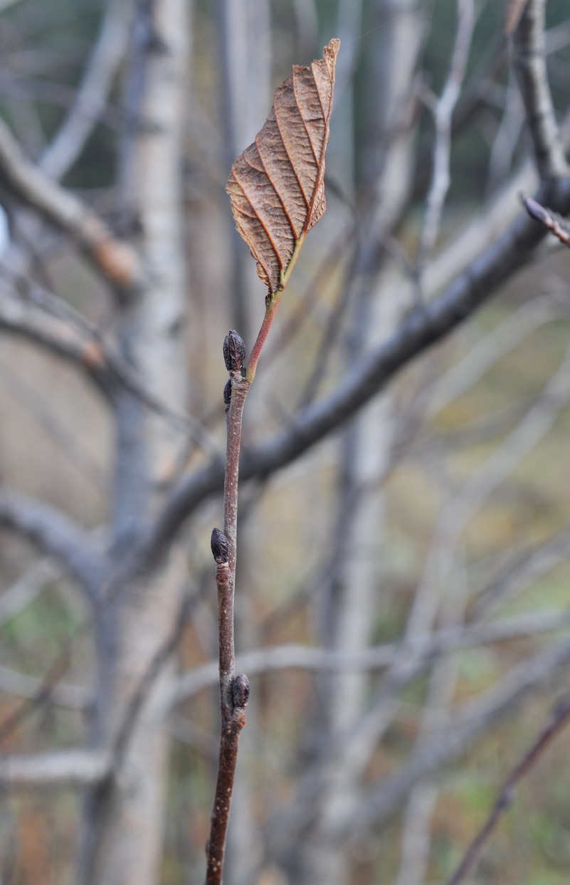 Image of Alnus incana specimen.