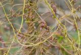 Cuscuta monogyna