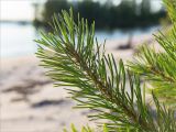 Pinus friesiana. Побег. Карелия, восточный берег оз. Топозеро, песчаный пляж. 26.07.2021.