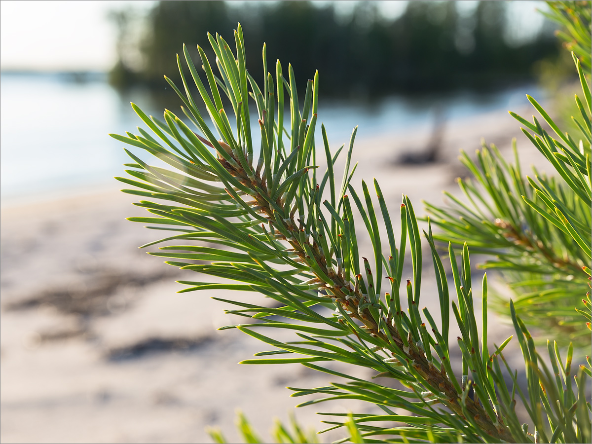 Изображение особи Pinus friesiana.