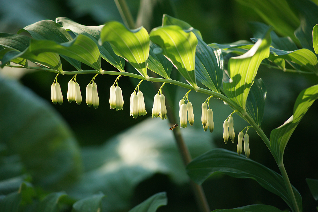 Изображение особи Polygonatum multiflorum.