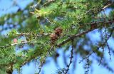 Larix sibirica. Часть ветви с раскрывшимися шишками. Хакасия, Ширинский р-н, окр. с. Ефремкино, скалы Тогыз-Аз, опушка лиственничного леса. 07.06.2022.