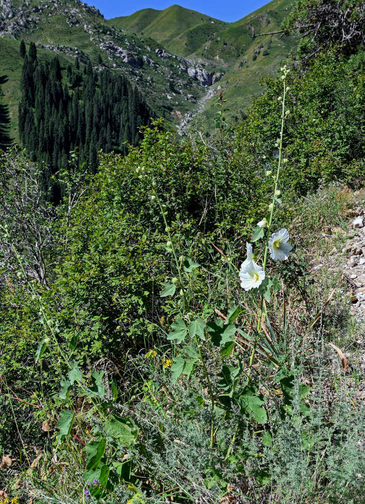 Image of Alcea nudiflora specimen.