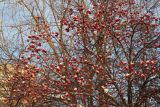 род Crataegus. Часть кроны покоящегося плодоносящего растения. Тверская обл., г. Тверь, Заволжский р-н, ботанический сад ТвГУ, в культуре. 01.12.2022.