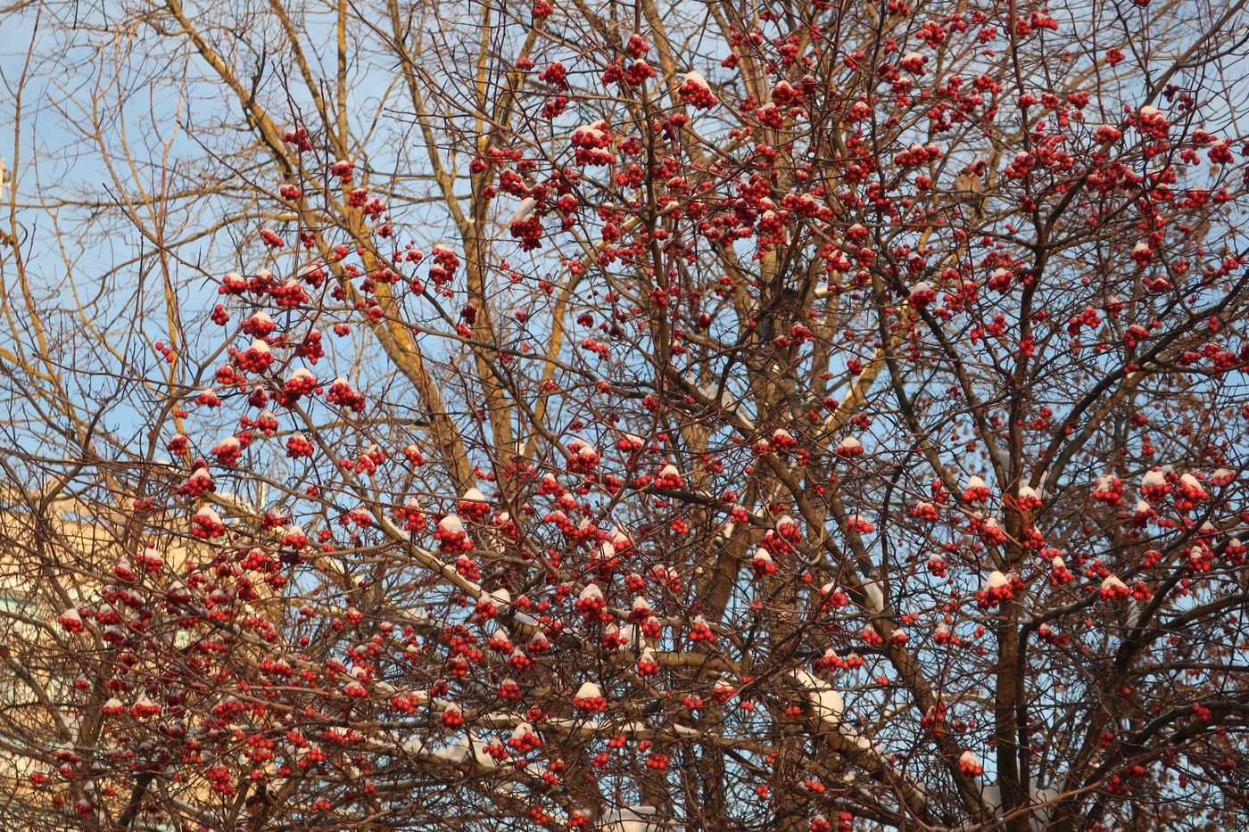 Изображение особи род Crataegus.