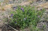 Vicia multicaulis