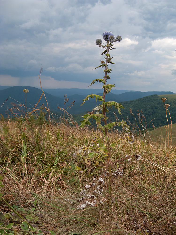 Image of Echinops sphaerocephalus specimen.