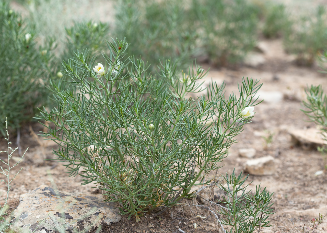 Image of Peganum harmala specimen.