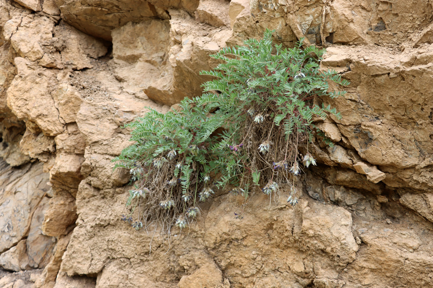 Image of Oxytropis ugamica specimen.