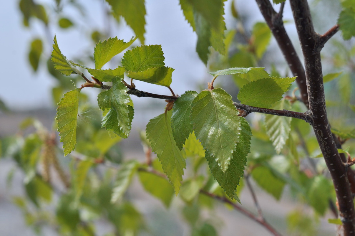 Изображение особи Betula &times; zabelii.