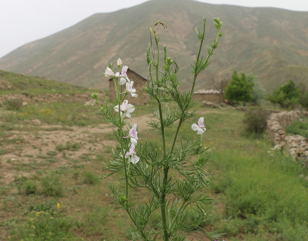 Изображение особи Delphinium hispanicum.