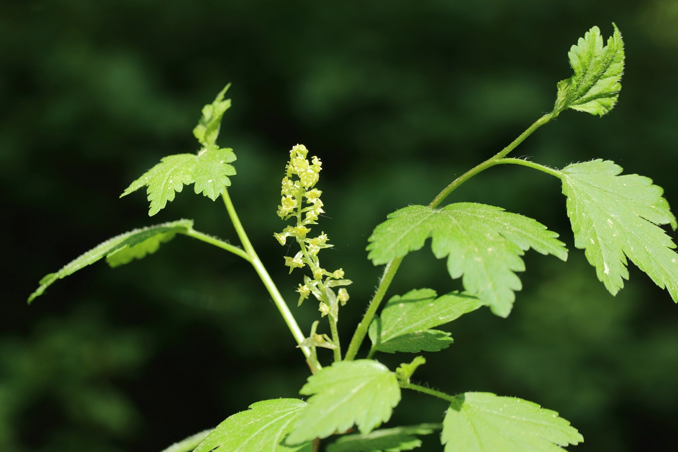 Изображение особи Ribes alpinum.