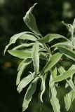 Pyrus salicifolia. Листья. Санкт-Петербург, Фрунзенский р-н, парк \"Яблоневый сад\", в культуре. 14.05.2023.