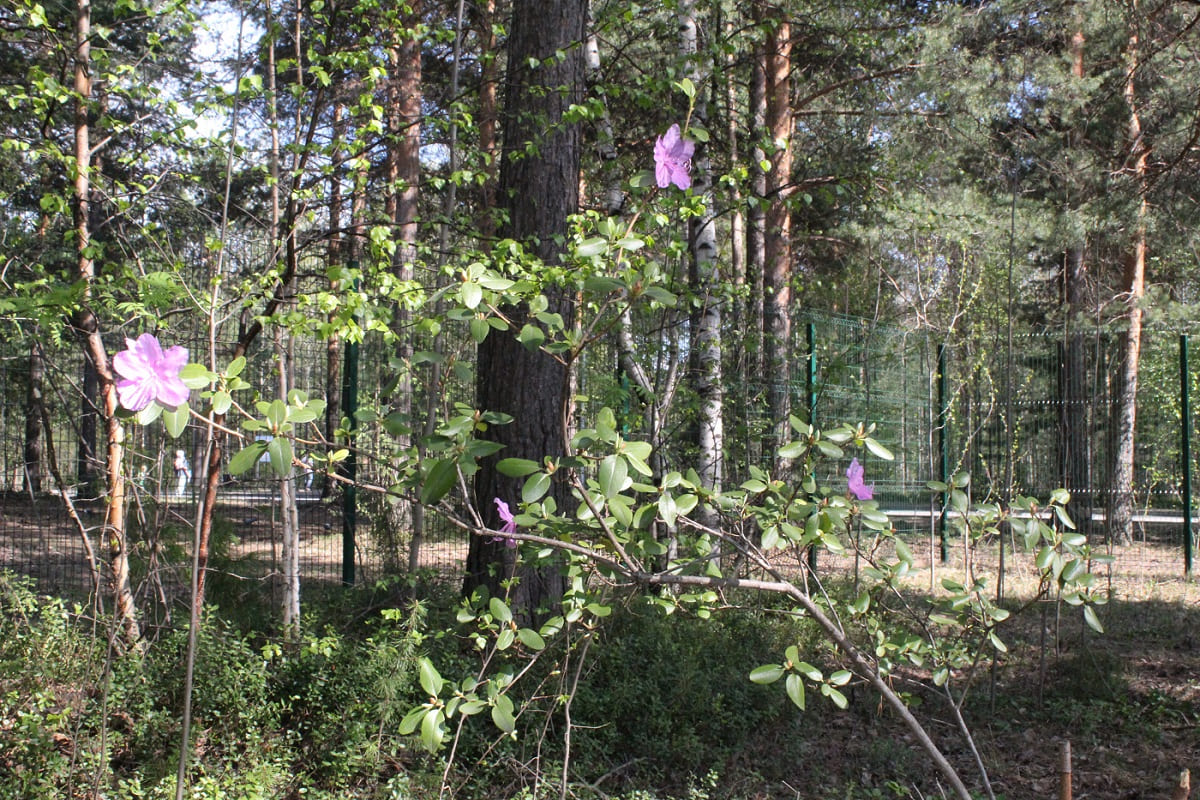 Изображение особи Rhododendron ledebourii.