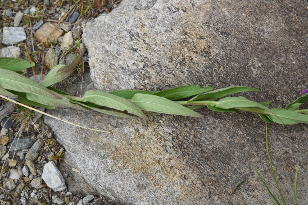 Изображение особи Lythrum salicaria.