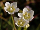 Parnassia palustris