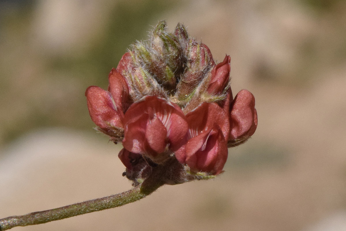 Image of Oxytropis microsphaera specimen.