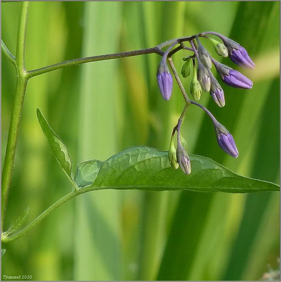 Image of Solanum dulcamara specimen.